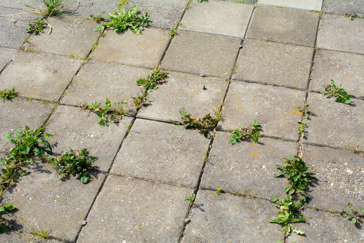 weeds growing from paver joints